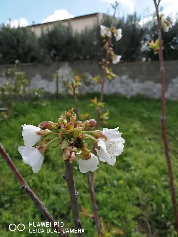 Albero Della Musica Bed & Breakfast Sassari