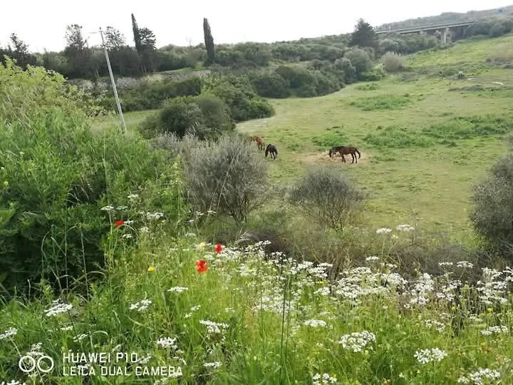 Albero Della Musica Bed & Breakfast Sassari